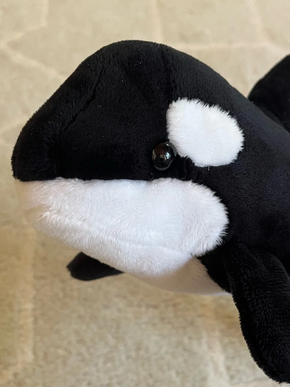 Douglas Spout Orca Whale